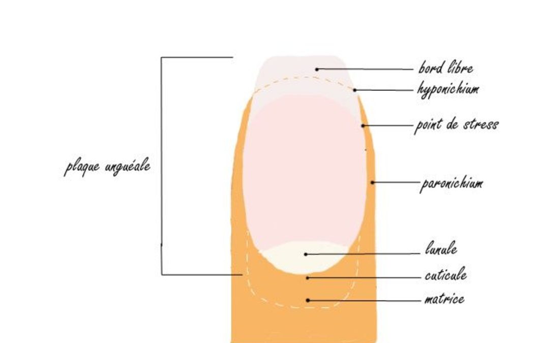 Matrice de l&rsquo;ongle : qu&rsquo;est ce que c&rsquo;est ?