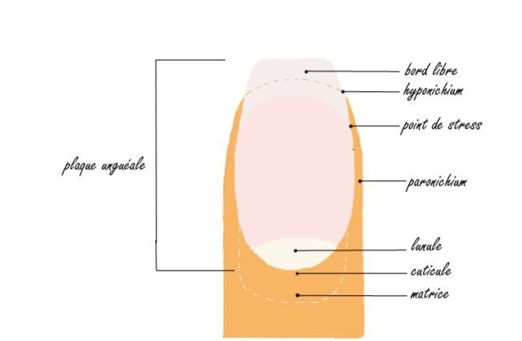 Matrice de l'ongle qu'est ce que c'est ? Formanails — free download